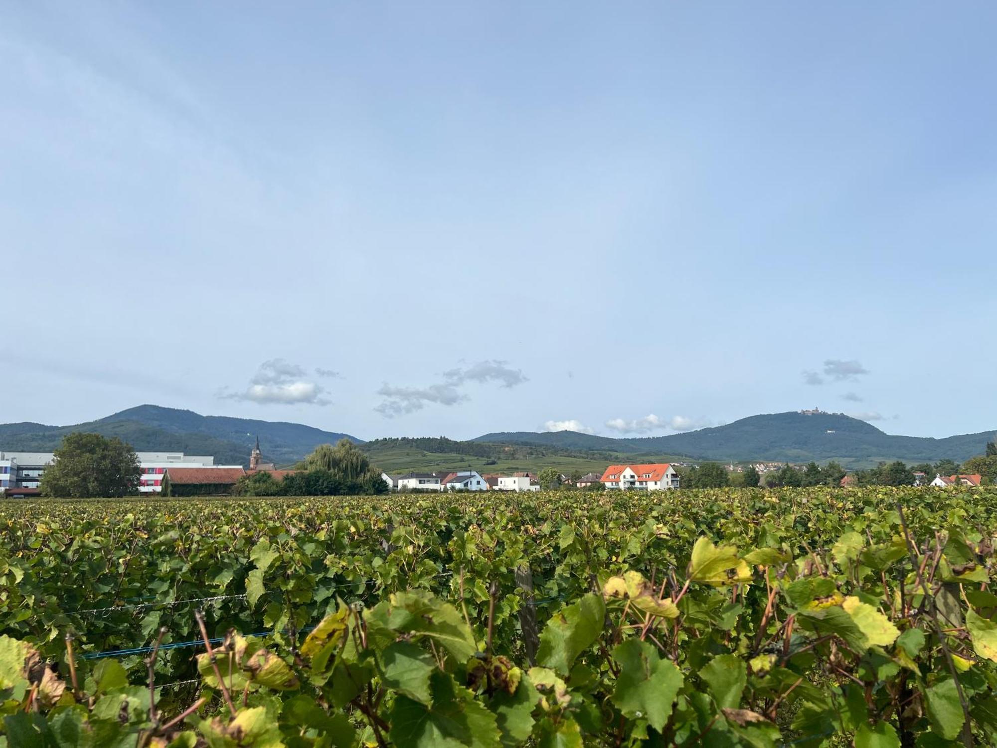 Oasis Tout Confort A Bergheim, Alsace Luaran gambar